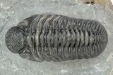 Phacopid (Adrisiops) Trilobite - Jbel Oudriss, Morocco #253698-1